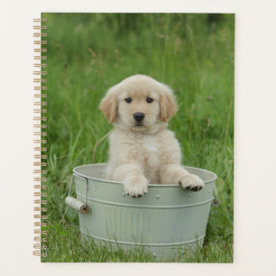 Goldener Retriever im Waschbecken Planer