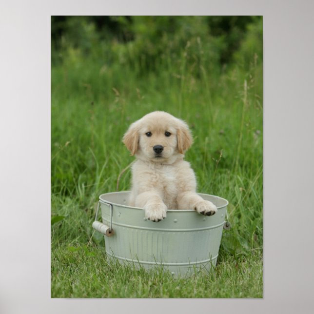 Goldener Retriever im Waschbecken Poster (Vorne)