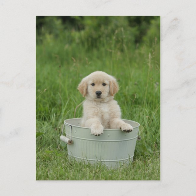Goldener Retriever im Waschbecken Postkarte (Vorderseite)