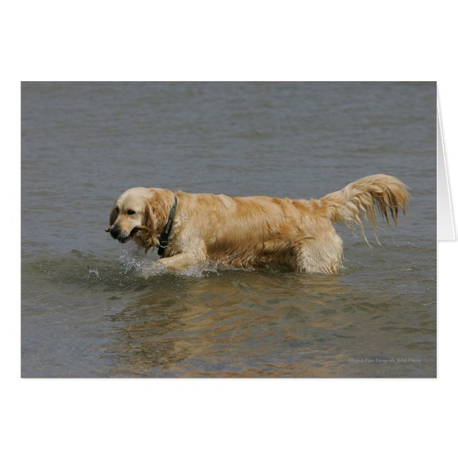 Goldener Retriever im Wasser (Vorderseite (Horizontal))