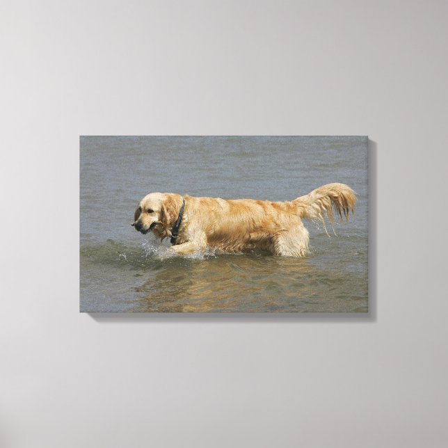 Goldener Retriever im Wasser Leinwanddruck (Vorderseite)