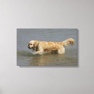 Goldener Retriever im Wasser Leinwanddruck