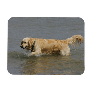 Goldener Retriever im Wasser Magnet
