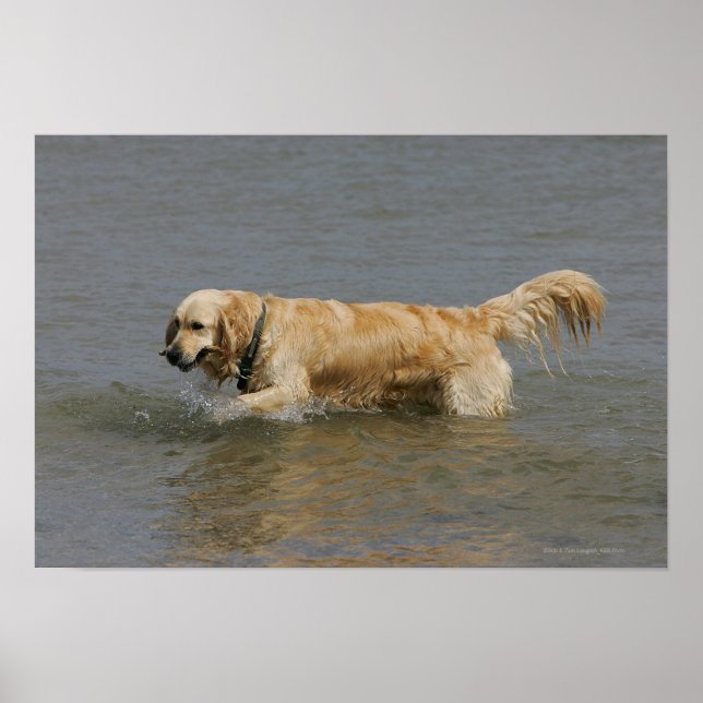 Goldener Retriever im Wasser Poster (Vorne)
