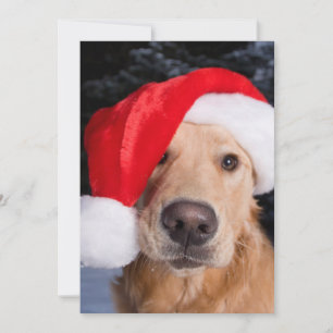 Goldener Retriever in der Weihnachtsmannmütze Feiertagskarte