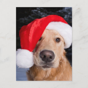Goldener Retriever in der Weihnachtsmannmütze Feiertagspostkarte
