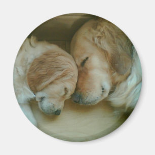 Goldener Retriever-Kühlschrankmagnet Magnet