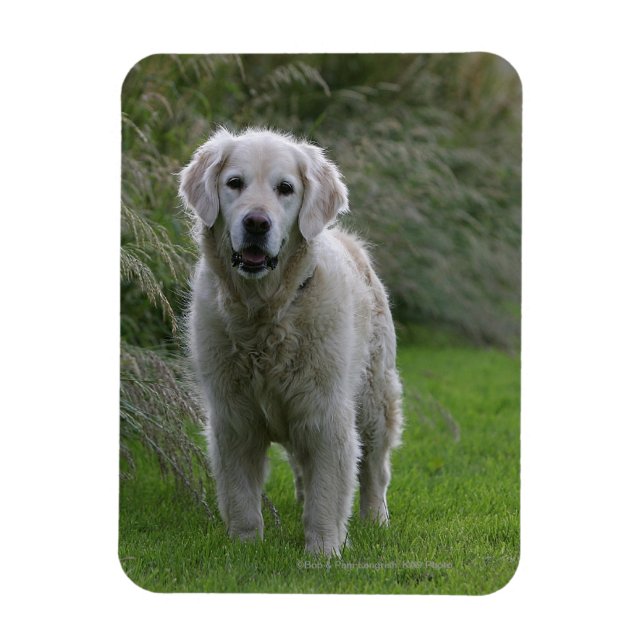 Goldener Retriever läuft 2 Magnet (Vertikal)