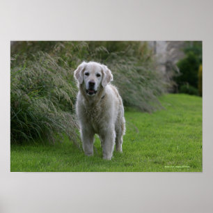 Goldener Retriever läuft 2 Poster