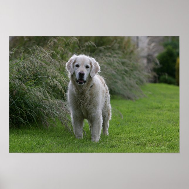 Goldener Retriever läuft 2 Poster (Vorne)