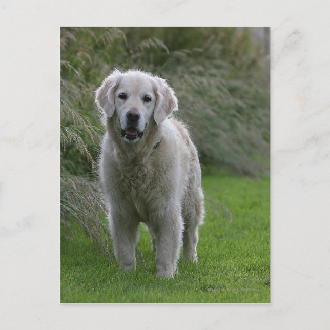 Goldener Retriever läuft 2 Postkarte (Vorderseite)