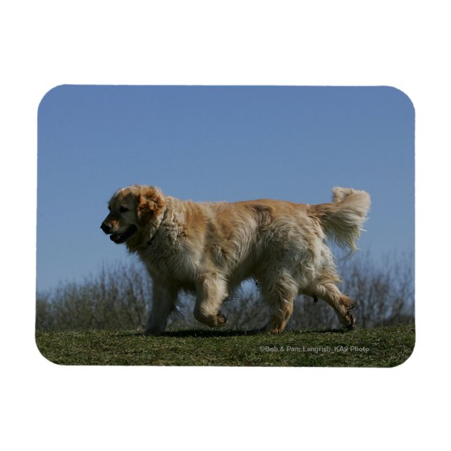 Goldener Retriever läuft 3 Magnet (Horizontal)