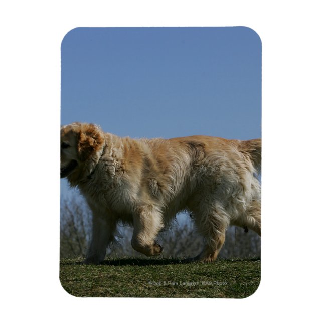 Goldener Retriever läuft 3 Magnet (Vertikal)