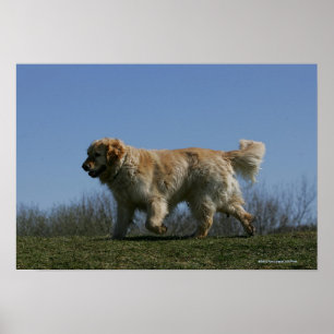 Goldener Retriever läuft 3 Poster