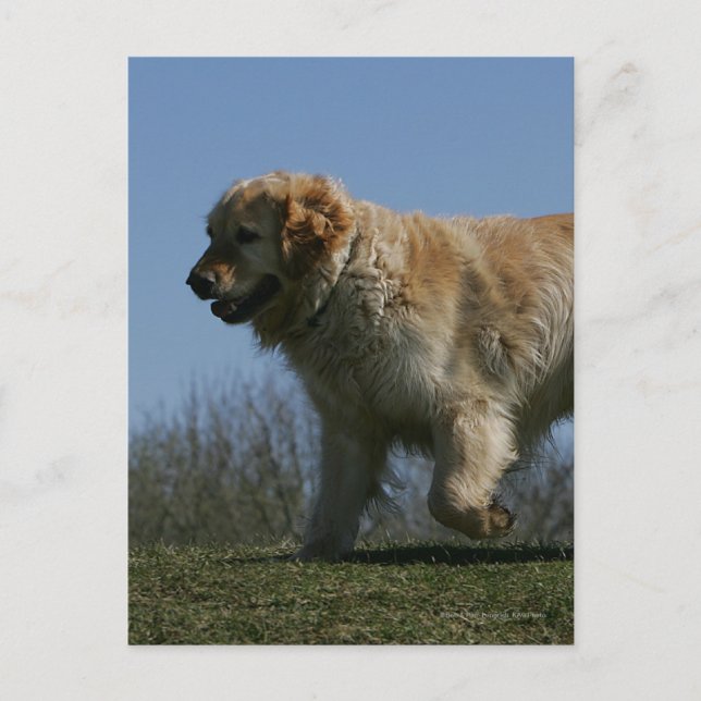 Goldener Retriever läuft 3 Postkarte (Vorderseite)