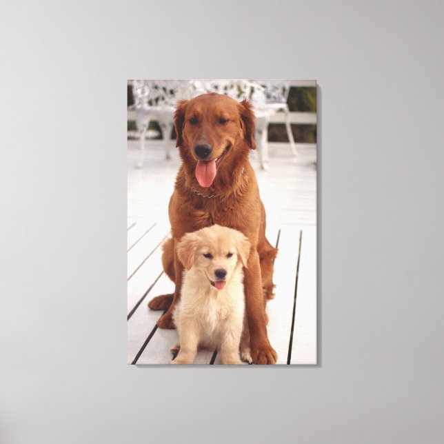Goldener Retriever Leinwanddruck (Vorderseite)