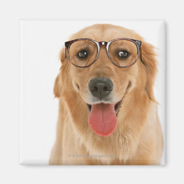 Goldener Retriever Magnet (Vorne)