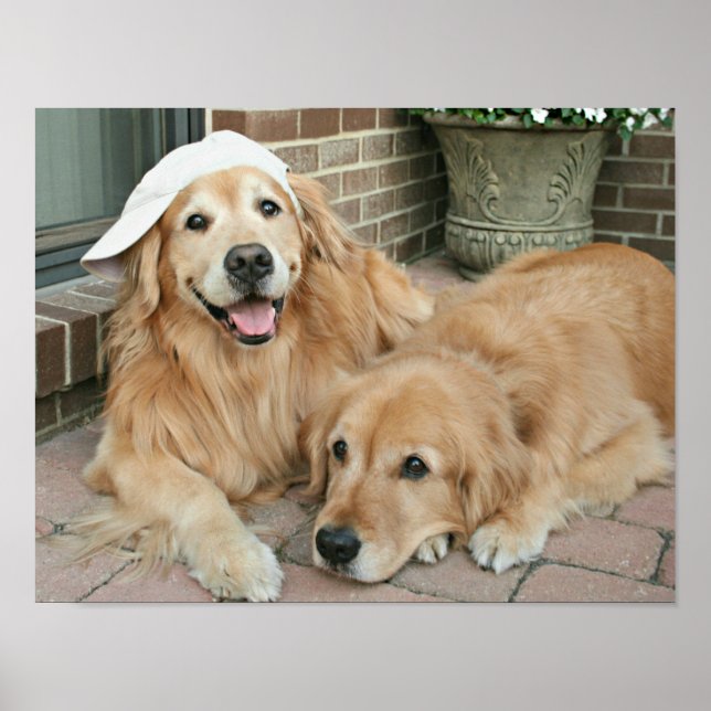 Goldener Retriever mit Baseballkappe Poster (Vorne)