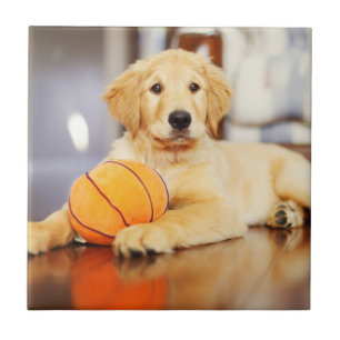 Goldener Retriever mit Basketballspielzeug Fliese