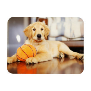 Goldener Retriever mit Basketballspielzeug Magnet