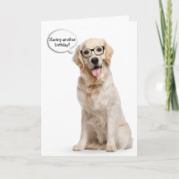 Goldener Retriever mit Brillen Geburtstag