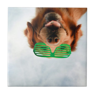 Goldener Retriever mit grüner Sonnenbrille Fliese