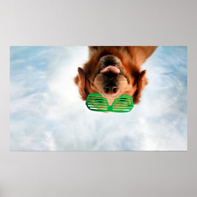 Goldener Retriever mit grüner Sonnenbrille Poster (Vorne)