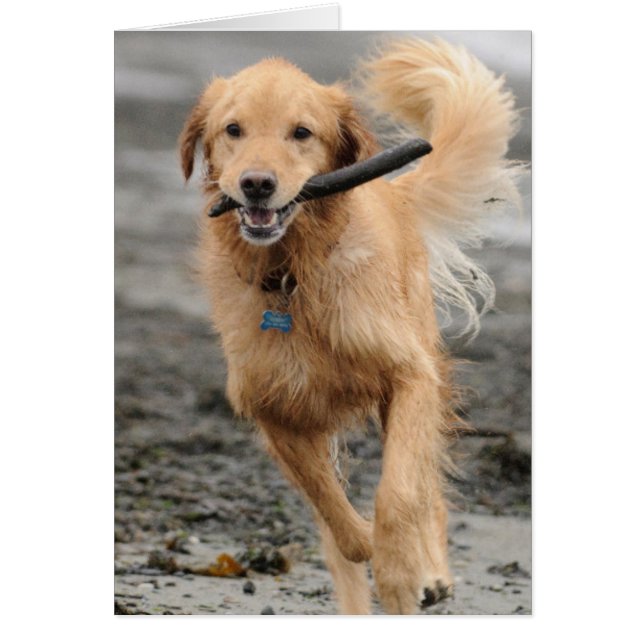 Goldener Retriever mit Mundkiefer (Vorne)