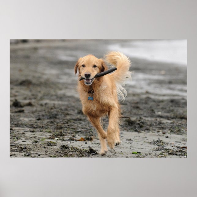 Goldener Retriever mit Mundkiefer Poster (Vorne)