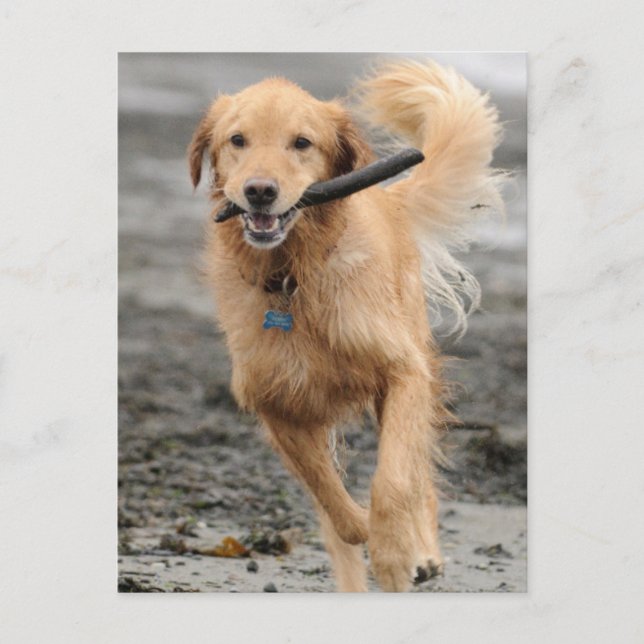Goldener Retriever mit Mundkiefer Postkarte (Vorderseite)