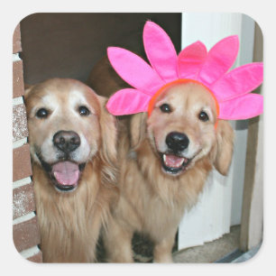 Goldener Retriever mit rosa Blume Headband Quadratischer Aufkleber