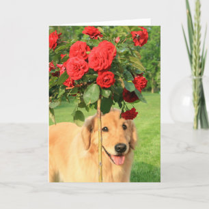 Goldener Retriever mit Rose, die an Sie denken Karte