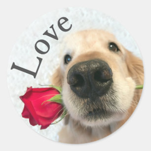 Goldener Retriever mit Rote Rose Valentine Liebe Runder Aufkleber
