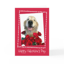 Goldener Retriever mit Rote Rosen Valentinstag