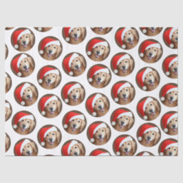 Goldener Retriever mit roter Weihnachtsmannmütze Seidenpapier