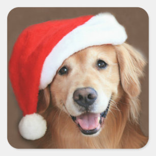 Goldener Retriever mit Weihnachtsmannmütze Quadratischer Aufkleber