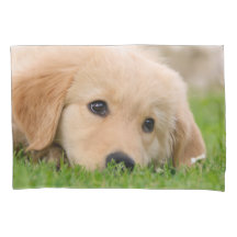 Goldener Retriever-niedliche Hundewelpen-Traum