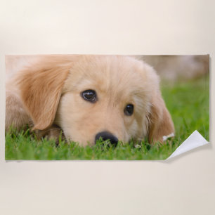 Goldener Retriever-niedlicher Welpe träumt Strandtuch