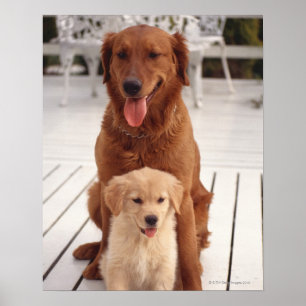 Goldener Retriever Poster