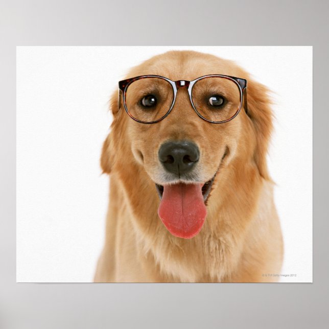 Goldener Retriever Poster (Vorne)