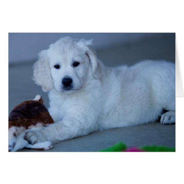 Goldener Retriever-Raum-Foto-Karte (Vorderseite (Horizontal))