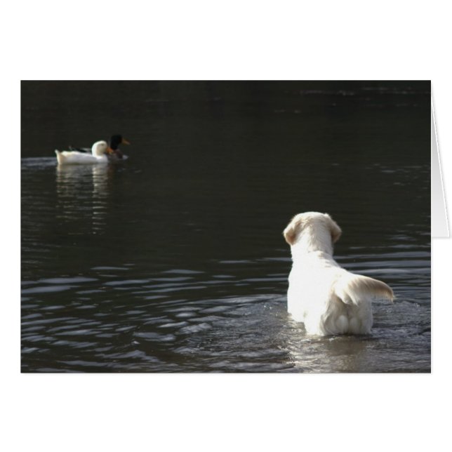 Goldener Retriever-Raum-Foto-Karte (Vorderseite (Horizontal))