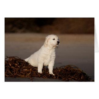 Goldener Retriever-Raum-Foto-Karte