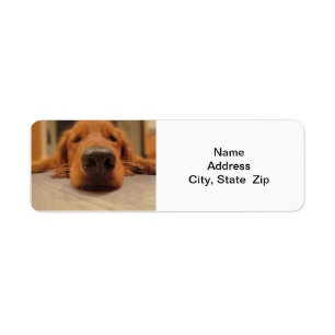 Goldener Retriever-Rücksendeadresse-Aufkleber,