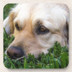 Goldener Retriever-Untersetzer Getränkeuntersetzer