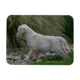 Goldener Retriever-Welpe stehend Magnet
