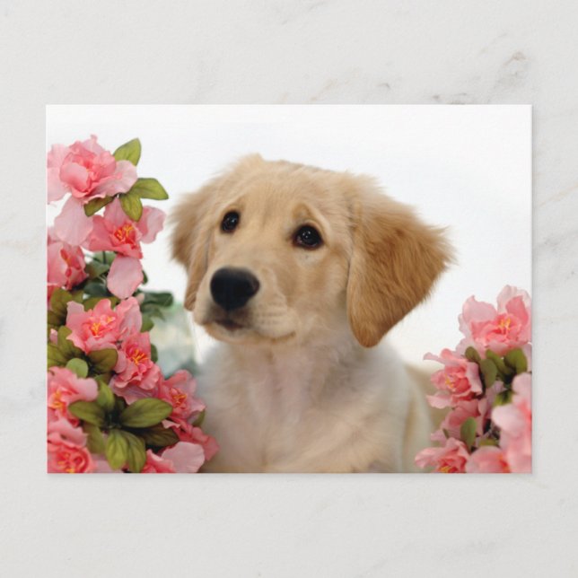 Goldener Retriever-Welpe und rosa Blumen Postkarte (Vorderseite)