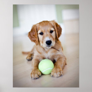 Goldener Retriever-Welpe will, um zu spielen Poster