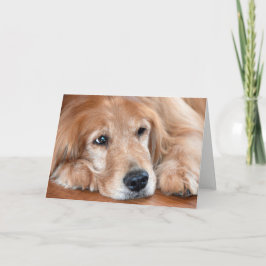 Goldener Retriever wird gut Karte