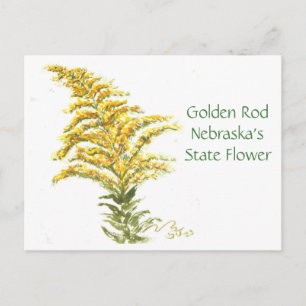 Goldener Rod, Postkarte